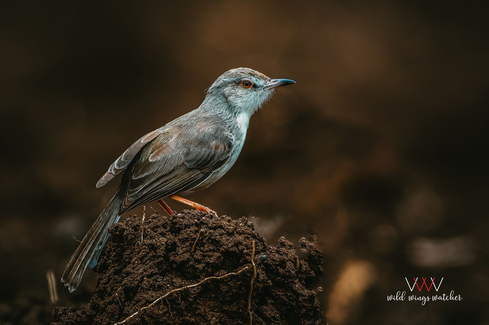 Jungle Prinia look 001